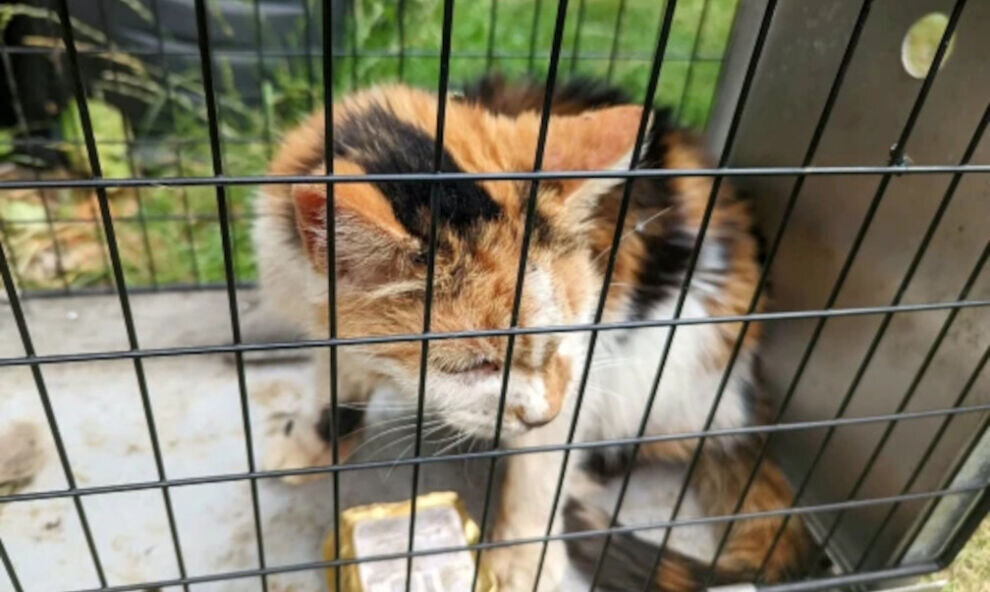    Кошка, пропавшая много лет назад, нашлась под кустом у соседнего дома