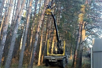    Рубка аварийных деревьев © Пресс-служба Комитета лесного хозяйства Московской области
