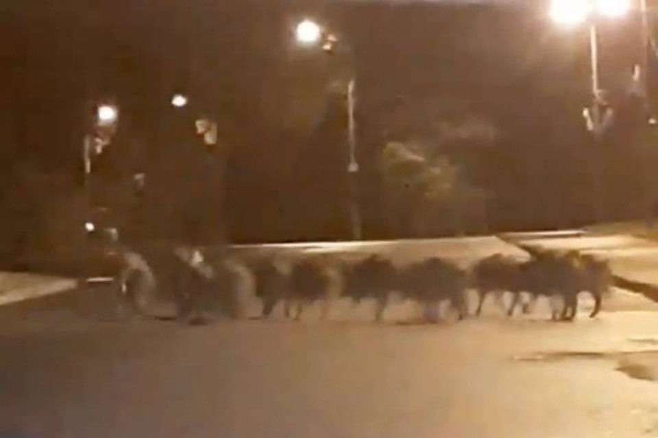     Стадо кабанов встретили в центре Сестрорецка в Петербурге  принтскрин видео.