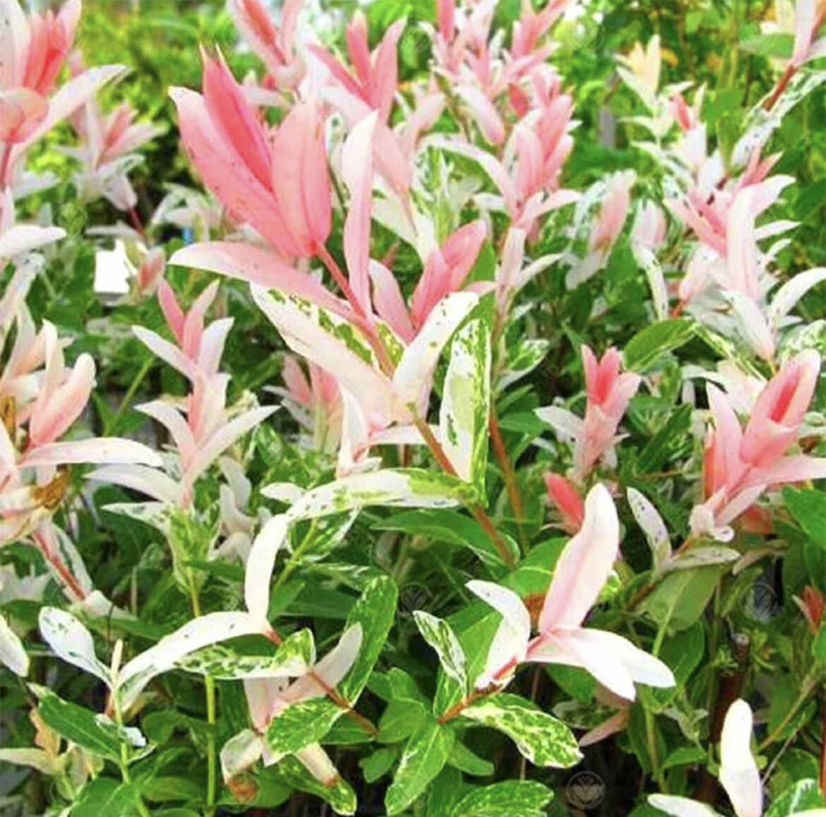 Молодые листики ивы Хакуро Нишики