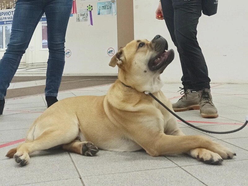  ка де бо Макс на занятиях в Дог-центре Тольятти.

Инструктор - кинолог Российской кинологической федерации Виталия Гусева 