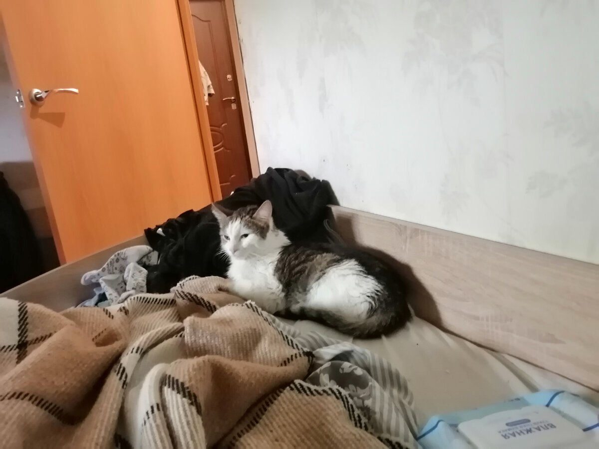 Котик мой Эринька. Во всех моих блогах был, пусть и в этом будет.