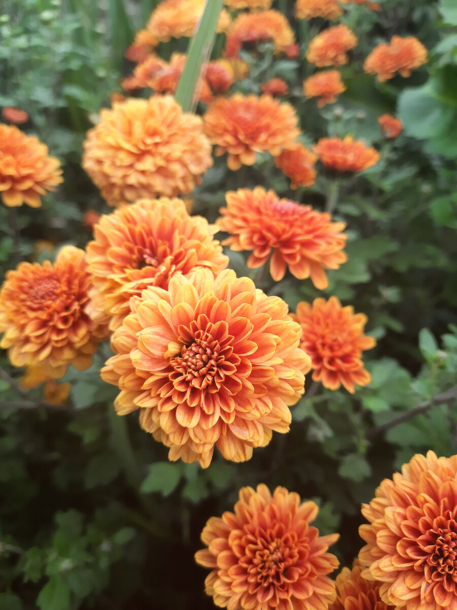 хризантема