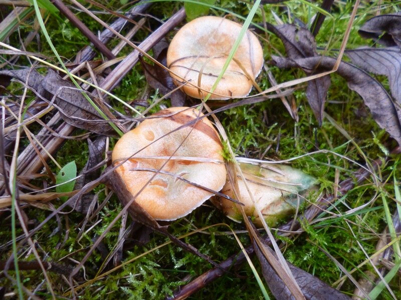 Рыжик еловый