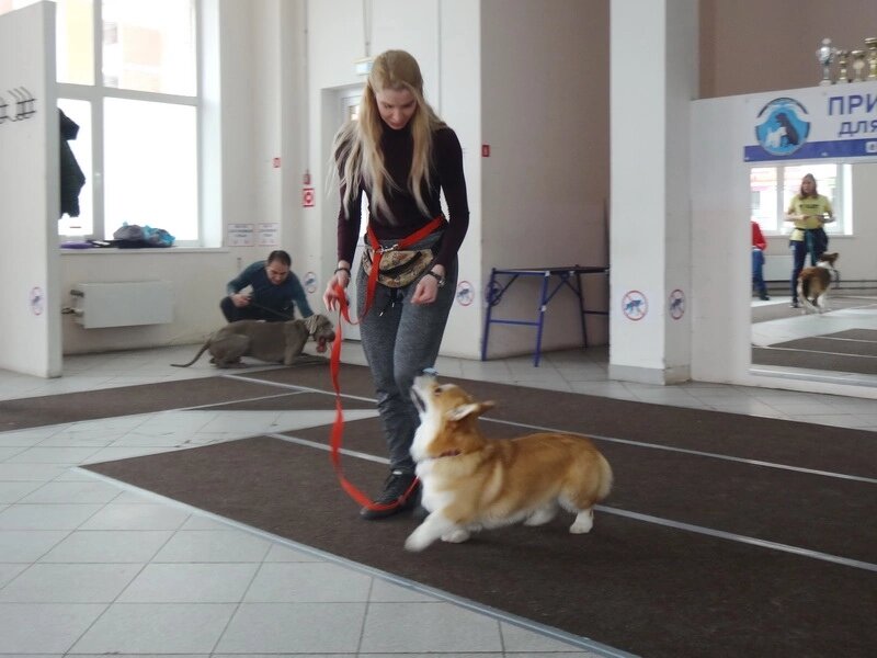 Екатерина и вельш корги пемброк Виконт на занятиях в Дог-центре Тольятти.

Тренер - инструктор Российской кинологической федерации (РКФ №3536) Роман Шигаев 