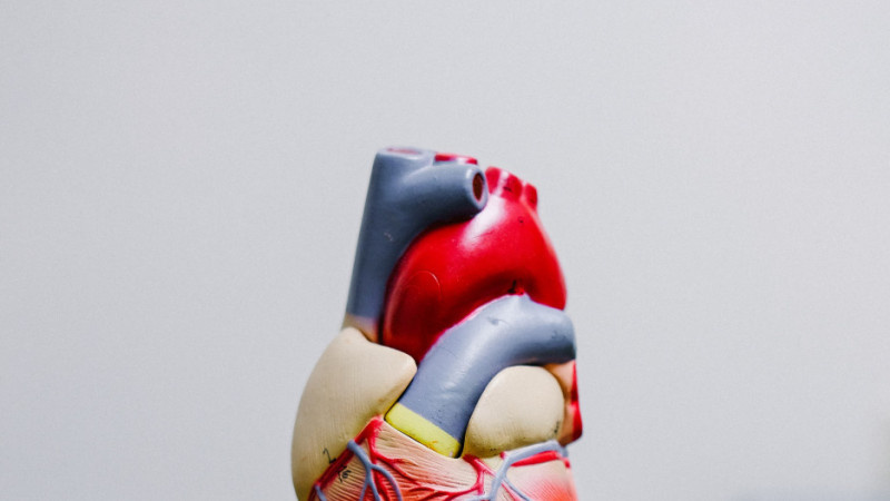     Сердце. unsplash.com