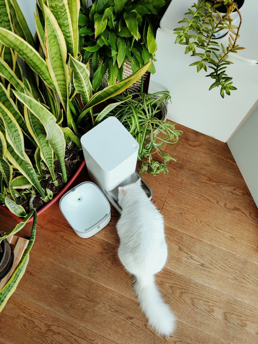 Xiaomi smart pet food feeder