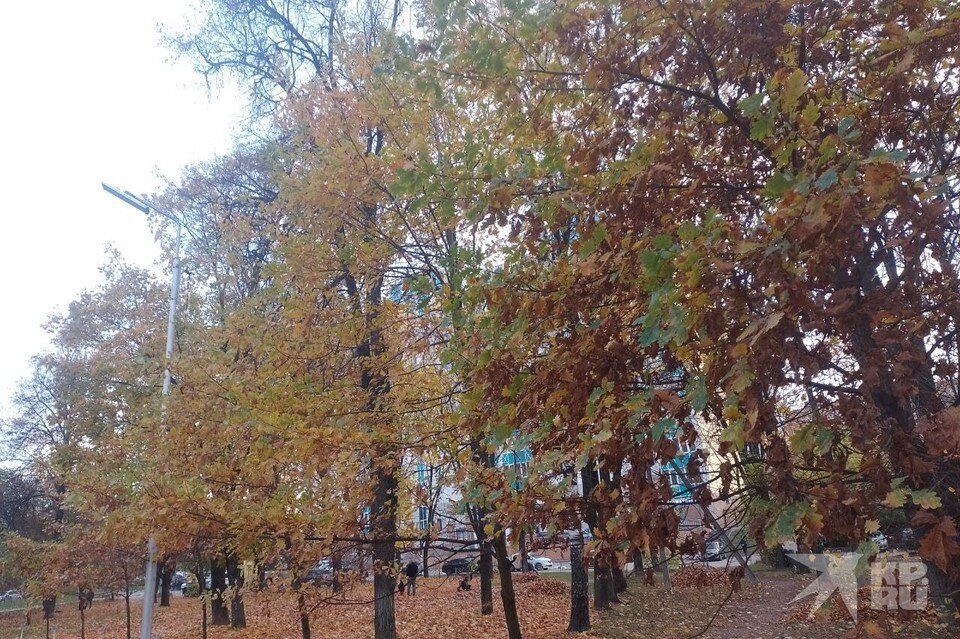     Какая зима будет в Рязани в этом году. Дубы с аллеи спортивной славы солидарны с березой.
