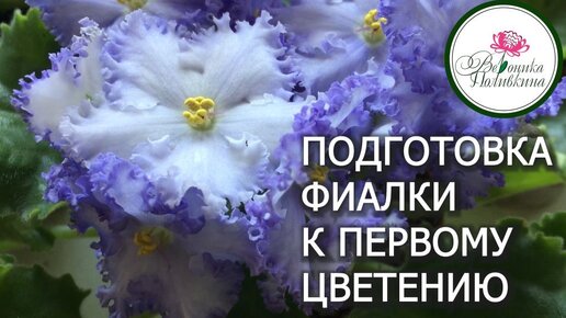 ПОДГОТОВКА ФИАЛКИ К ПЕРВОМУ ЦВЕТЕНИЮ