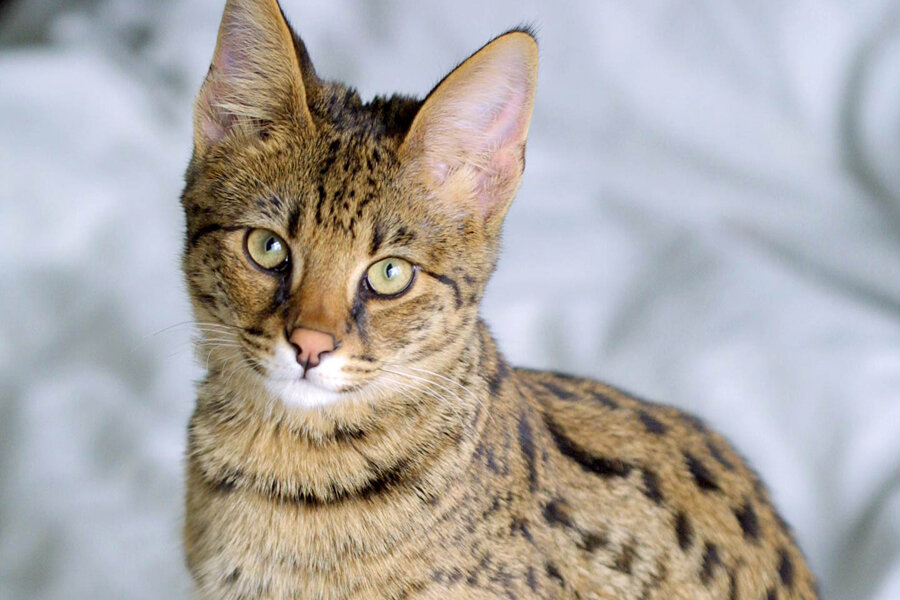 Саванна ($4500–21 000)

