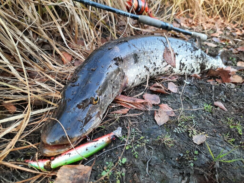 Добавьте описание