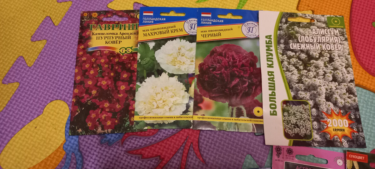 камнеломка - новенькая