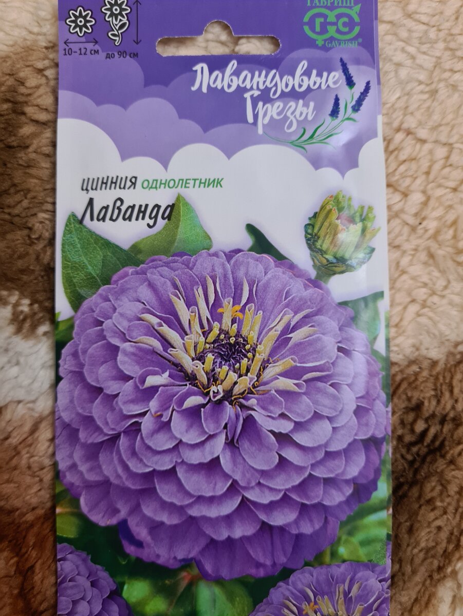 цинния Лаванда
