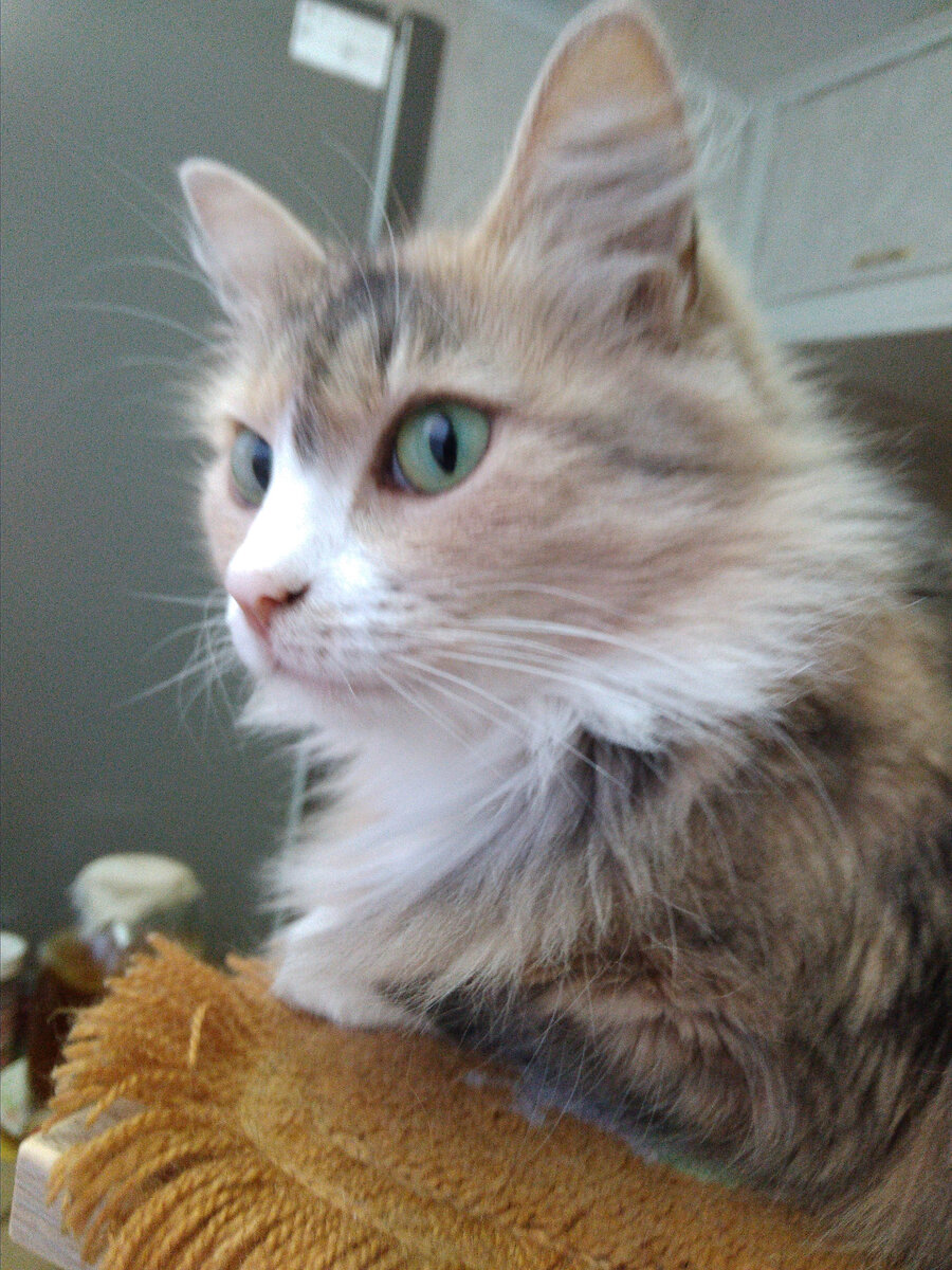 Моя кошка Мурка