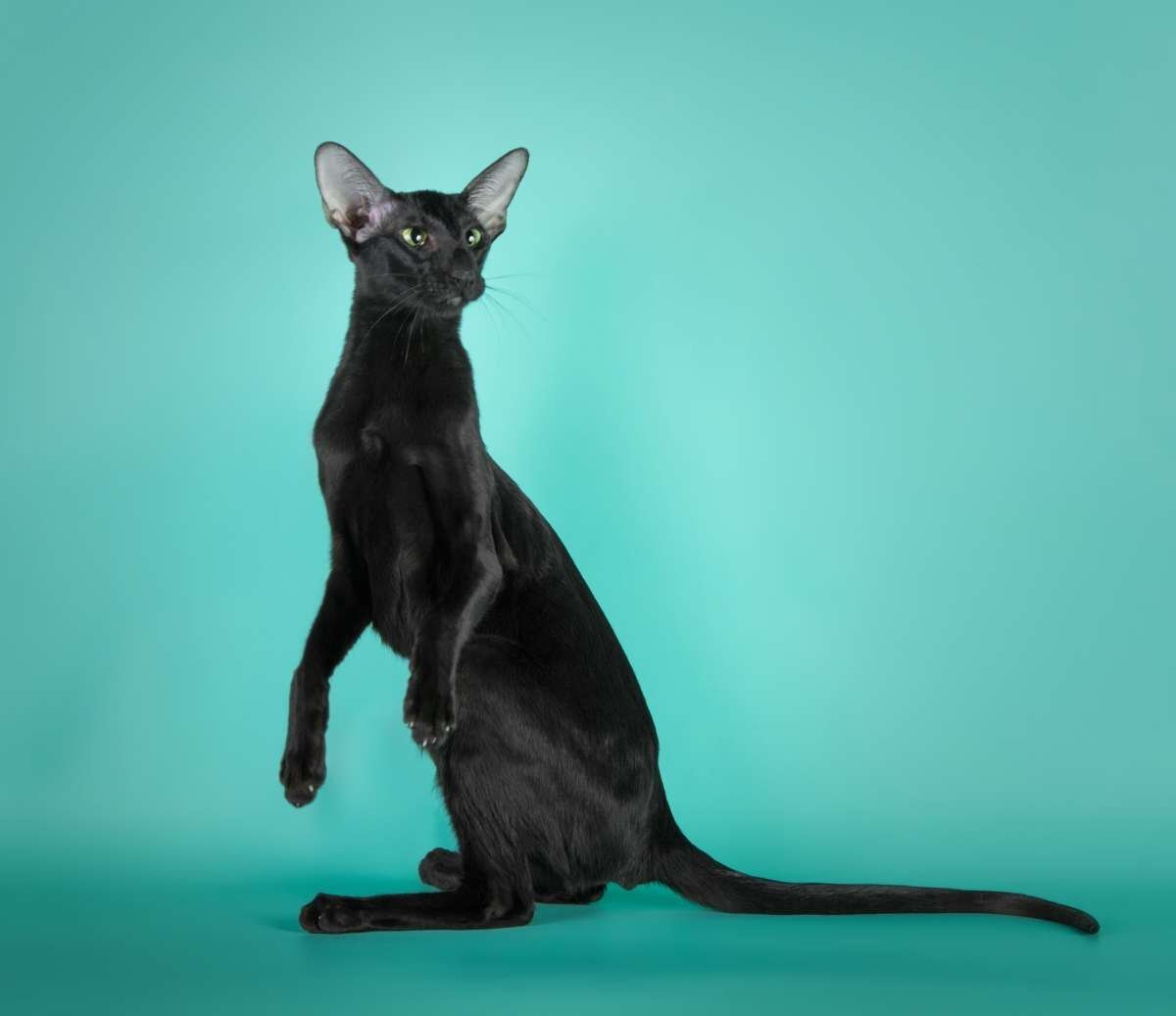 Окрас кошки породы ориентальная. Восточный ориентальный кот. Сиамо-Ориентальная короткошёрстные. Черный кот породы Ориентал. Ориентальная короткошерстная кошка.