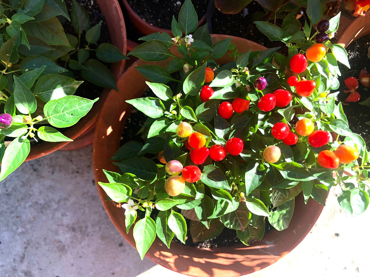 Перец Пиковая Дама личное фото 