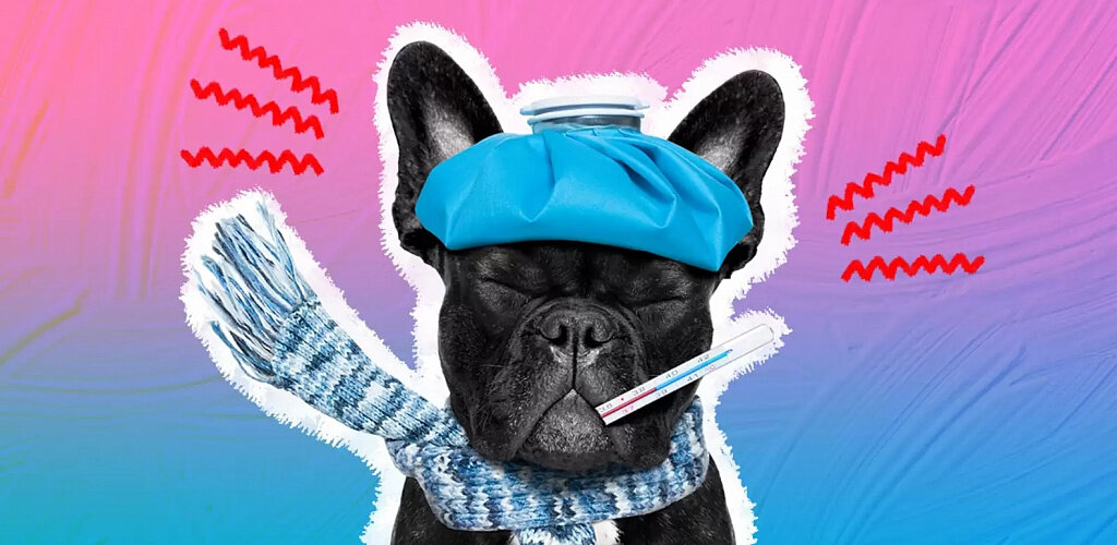Взял с сайта https://lapkins.ru/ Важные моменты Отличительные черты здоровой собаки – игривость, отменный аппетит, блестящая шерсть, ясные глаза и влажный, холодный нос.