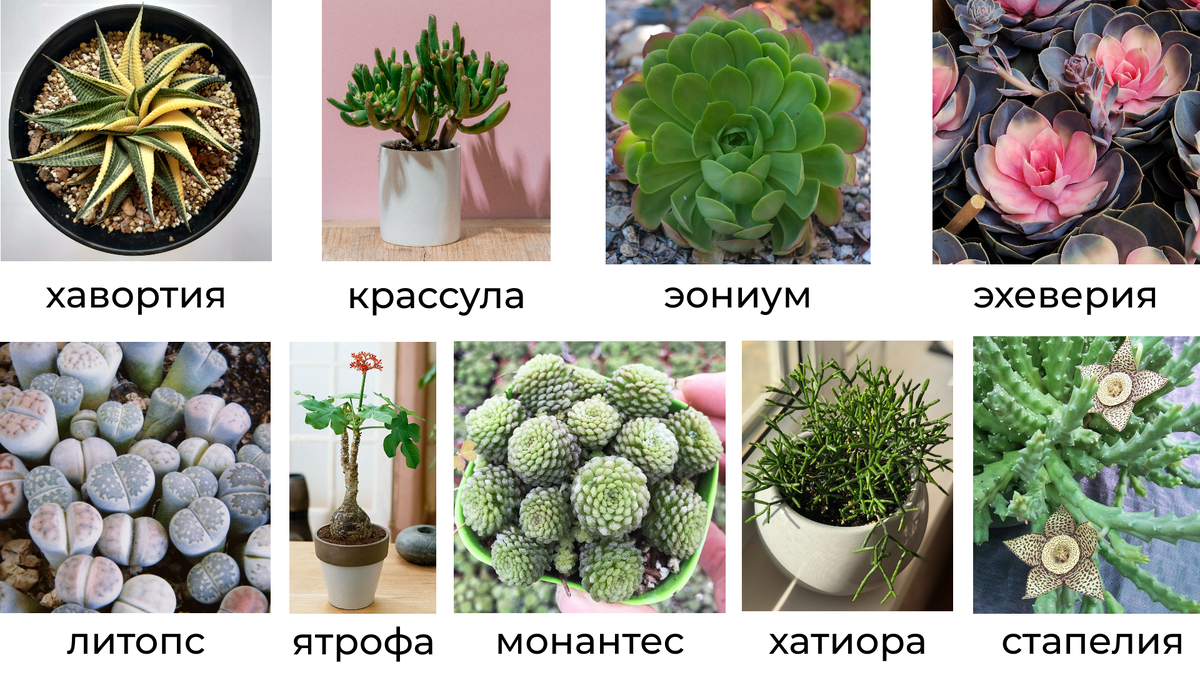 Суккуленты