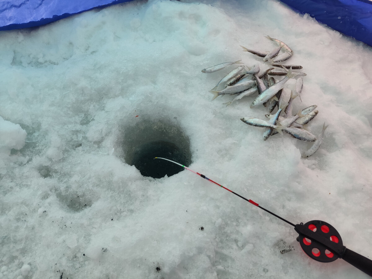 Уклея, сигушка! 