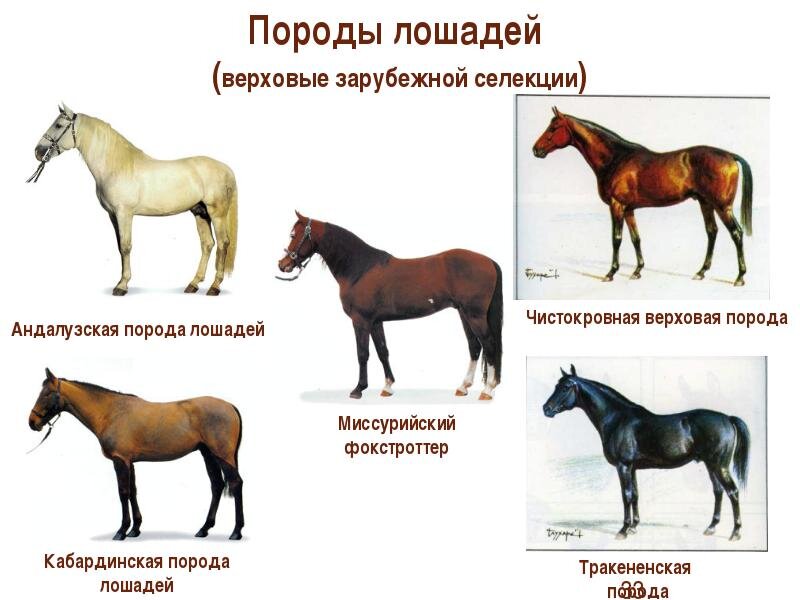 Верховой тип. Породы лошадей и названиями и описанием пород. Породы лошадей в России с фотографиями и названиями описанием пород. Породы лошадей с фотографиями и названиями верховые. Коневодство верховые породы лошадей.