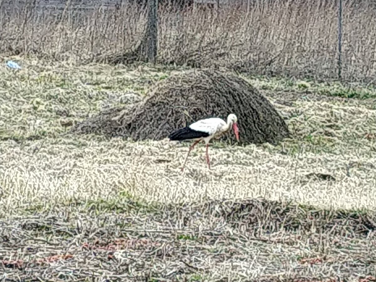 Наш аист