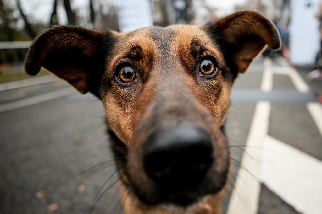Хозяин, пойдем гулять! Что значит, не хочу? А мне надо!