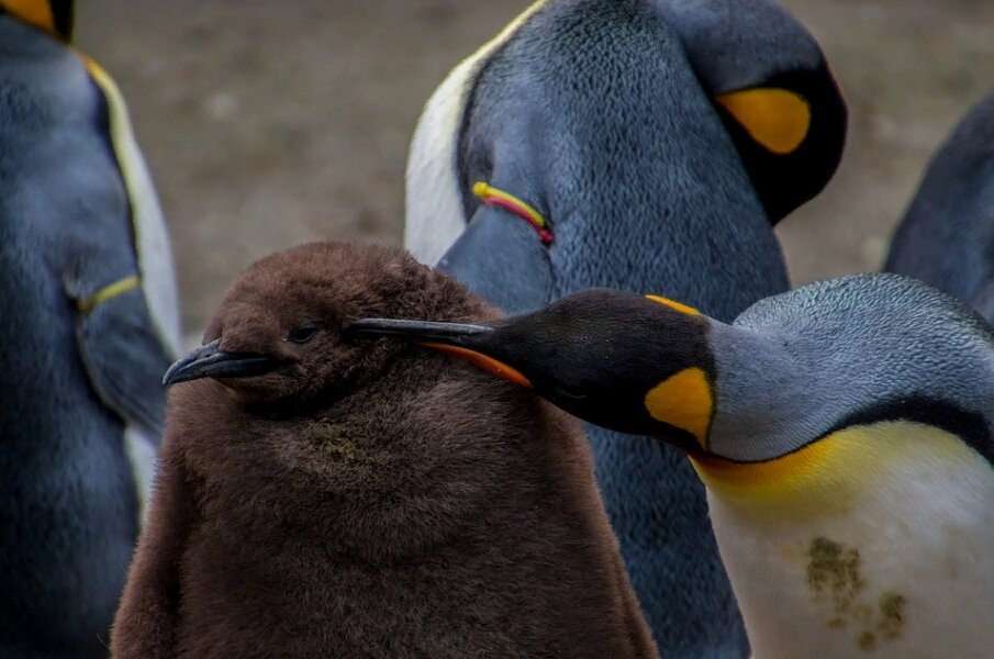 Фото: TeeFarm, pixabay.com