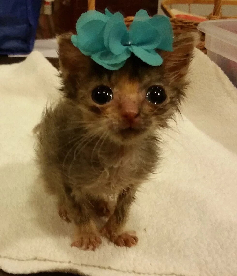 Фото взято из открытого источника - Яндекс.Картинки