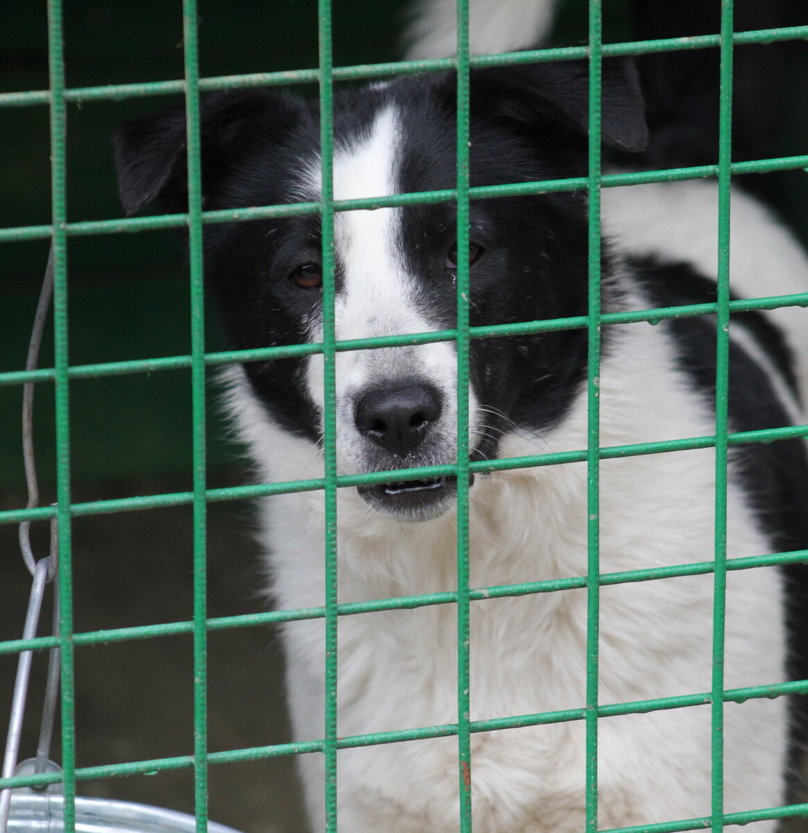 Другая белая с чёрным - Кайла