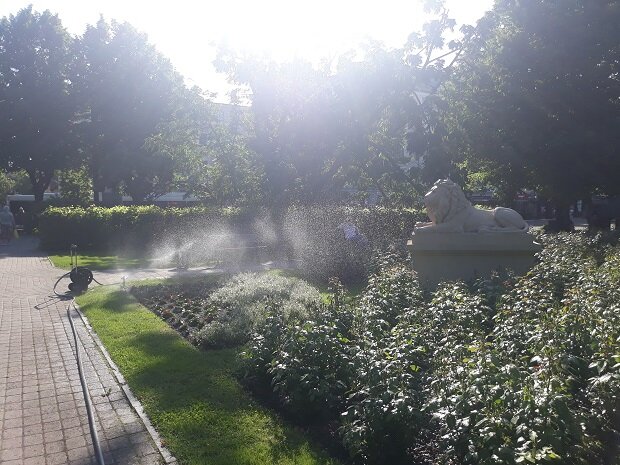 Рига, 19 июня 2020. Хотелось стать этим львом... 