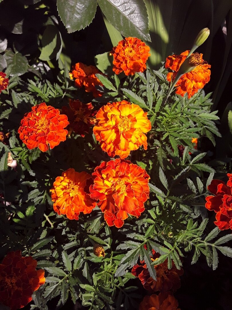 Бархатцами я маркирую свободные участки земли, чтобы знать - куда можно в случае чего пересадить срочно образовавщееся растение. Их не жалко в случае чего убрать, ибо такого добра навалом