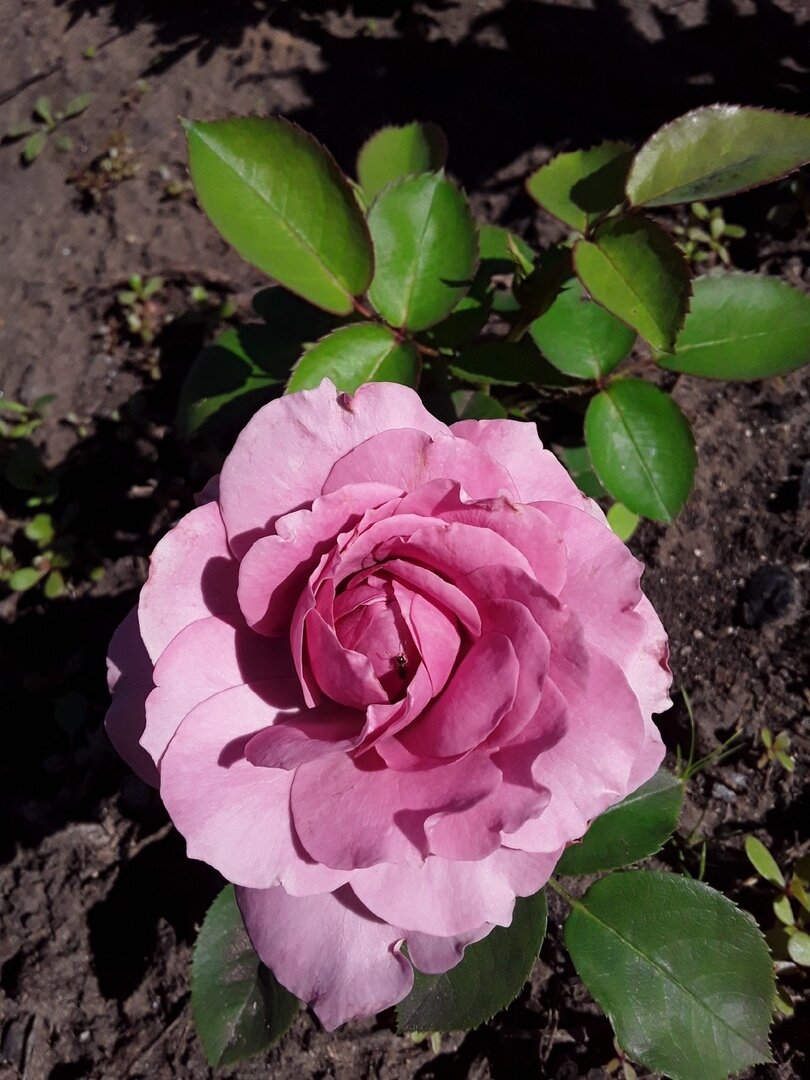 Роза патио, сорт Lavender Ice