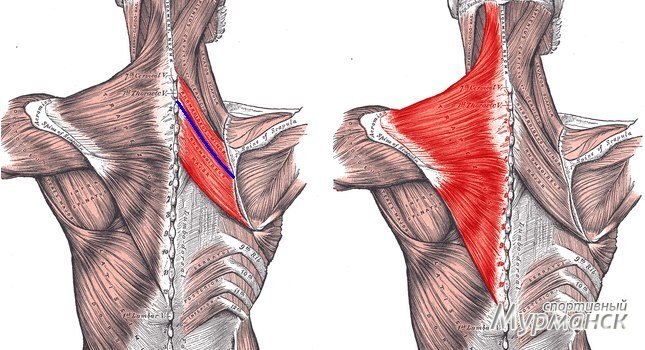 ромбовидная мышца. фото взято с https://sport-51.ru/article/physiology/3386-rombovidnaya-myshca.html