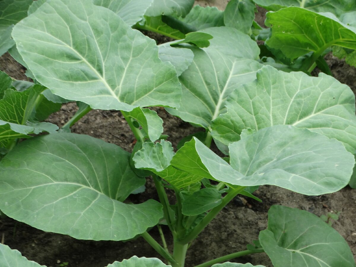 Как подкормить капусту в июле? Подкормка ранней и поздней капусты для большего урожая