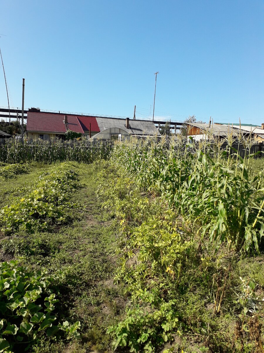 периметр из кукурузы.