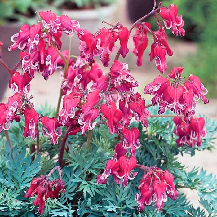 дицентра  Бернинг Хатс