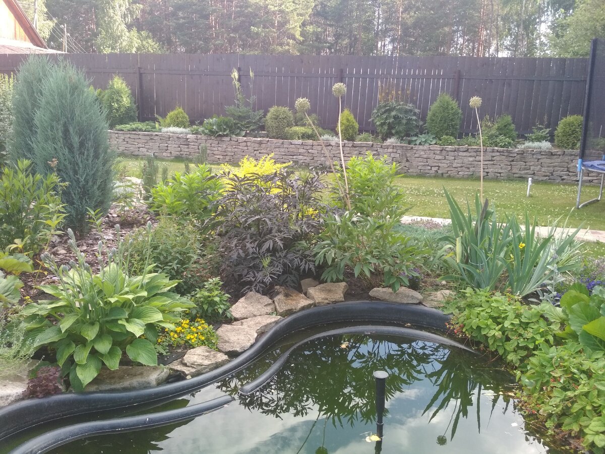 Засохшие соцветия гигантского лука