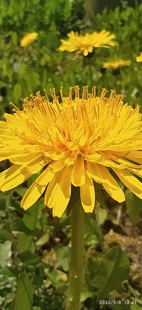 Xiaomi redmi not 8 T