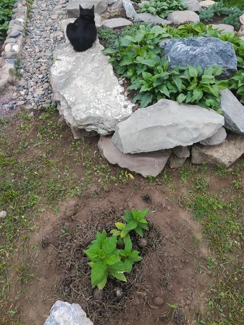 Мои кошки очень любят греться на камнях