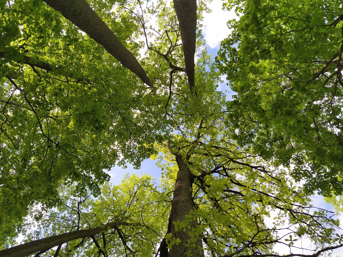 Деревья — очень высокие.
