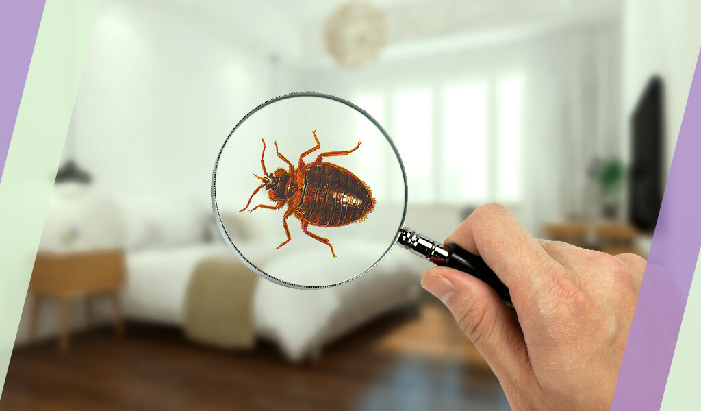 Отвечаю на вопрос — сколько нужно времени, чтобы полностью очистить своё жилище от клопов?