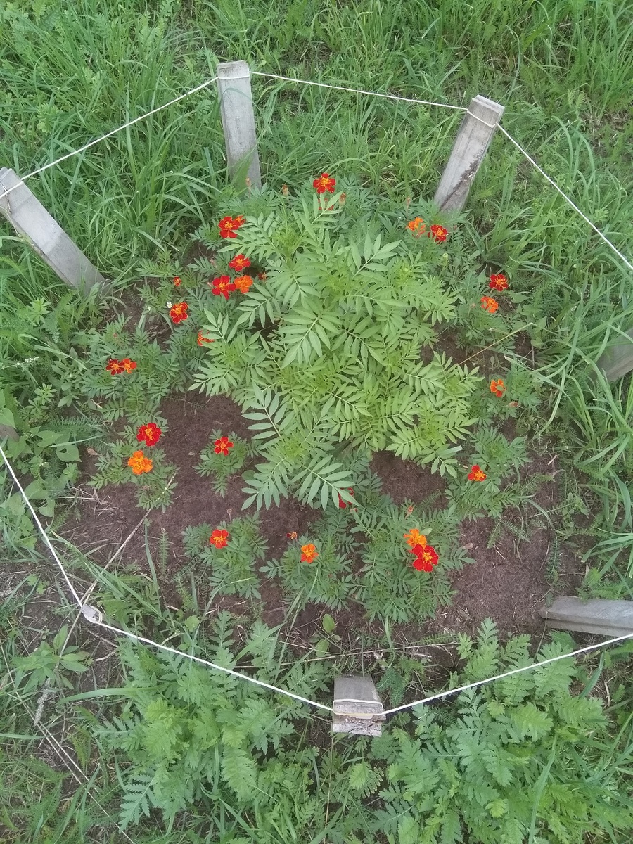 Я только начинаю. Это мои первые бархатцы. На с трудом вскопаном клочке земли. Наше поле-непаханная целина, лопату одну сломала, другую погнула.