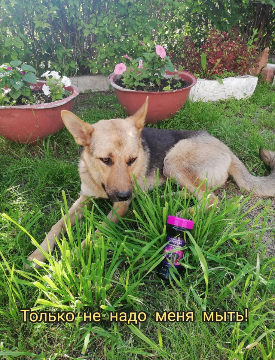 Как эффективно помыть собаку без воды и ванны: 3 проверенных способа, справляющихся с грязью без проблем