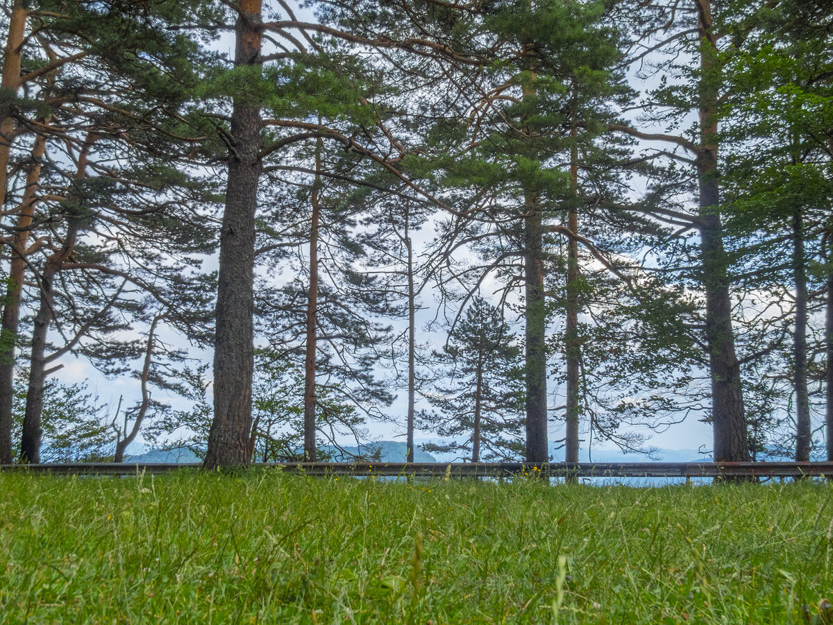 Смотровая "Сосновая поляна" (нагорье Лагонаки).