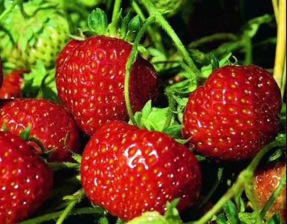 Клубника "Зенга Зенгана"