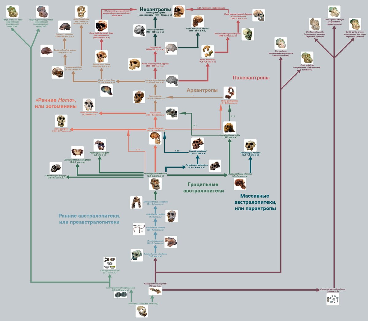 Полная схема развития  Гомини́дов (лат. Hominidae) 