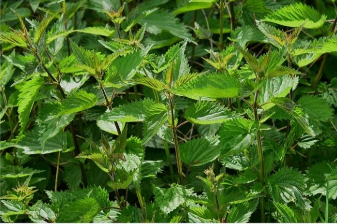 У крапивы много целебных свойств!