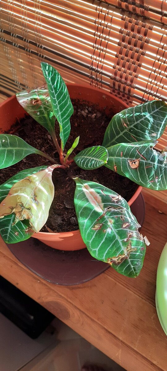 Покусанный молочай моим котом.