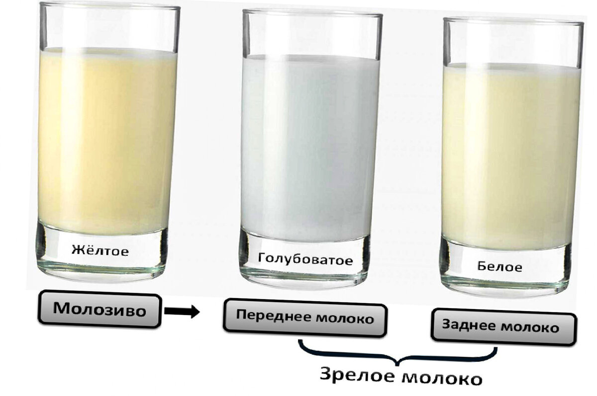 Выделения из груди