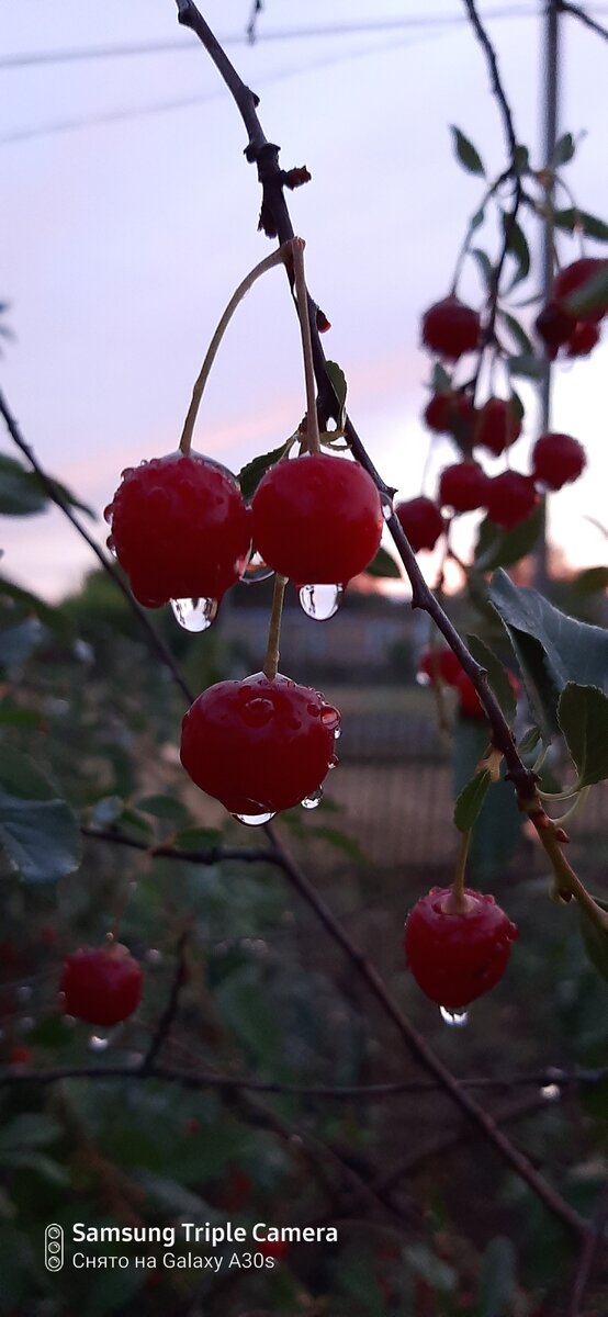 Вишня после долго ожидаемого дождя